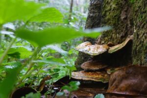 Hongo Ganoderma Reishi en el tronco de un árbol