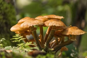 Armillaria ostoyae