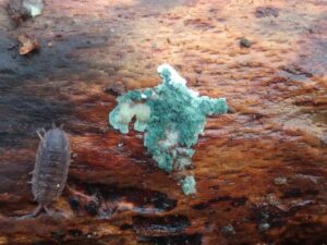 Hongo Trichoderma viride sobre la corteza de un árbol